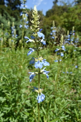 Salvia uliginosa
