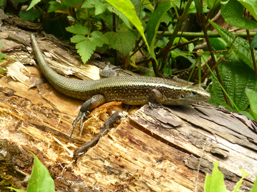 Madagascar Girdled Lizard