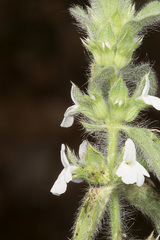 Sideritis romana