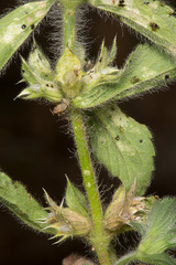 Sideritis romana