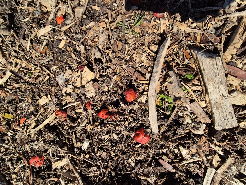 Leratiomyces erythrocephalus · August 2025 · photo: © rempson (iNaturalist, cc-by)