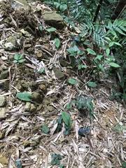 Collabium formosanum