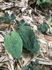 Collabium formosanum
