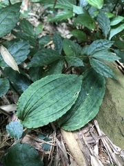 Collabium formosanum