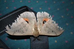 Pseudobunaea natalensis