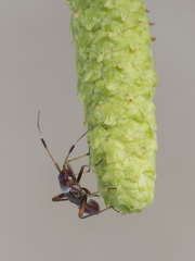 Closterotomus biclavatus
