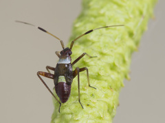 Closterotomus biclavatus