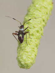 Closterotomus biclavatus