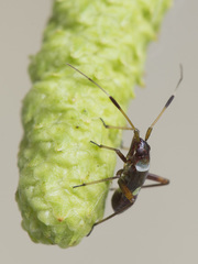 Closterotomus biclavatus