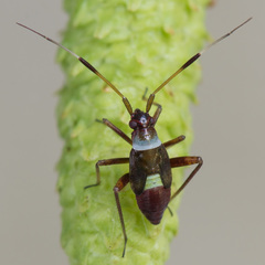 Closterotomus biclavatus