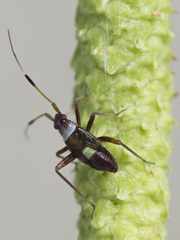 Closterotomus biclavatus