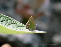 Callophrys xami