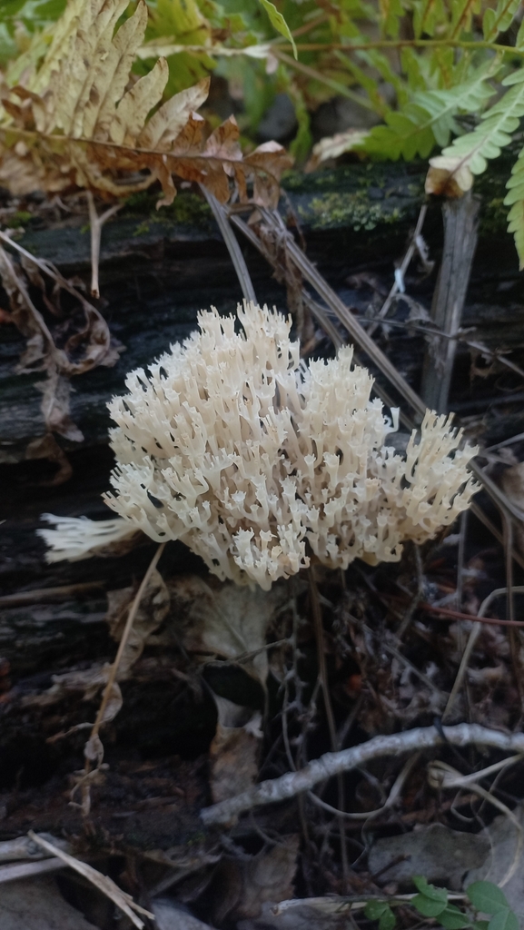 Artomyces pyxidatus · August 2025 · photo: © olkairkutsk (iNaturalist, cc-by)
