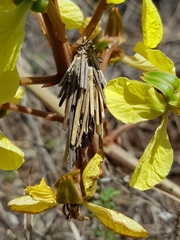 Oiketicoides maledicta