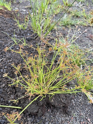 Cyperus haspan observed 2025-08-25