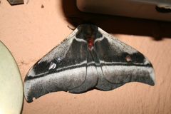 Bunaea alcinoe