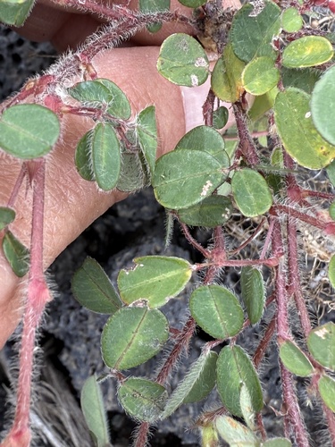 Grona heterophylla observed 2025-08-25