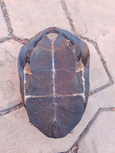 Mashona Hinged Terrapin