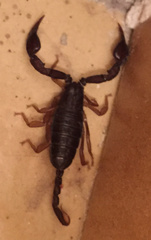 Euscorpius flavicaudis
