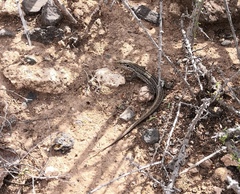 Gallotia galloti galloti