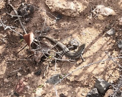 Gallotia galloti galloti