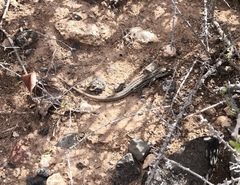 Gallotia galloti galloti