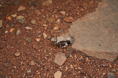 Tomopterna natalensis