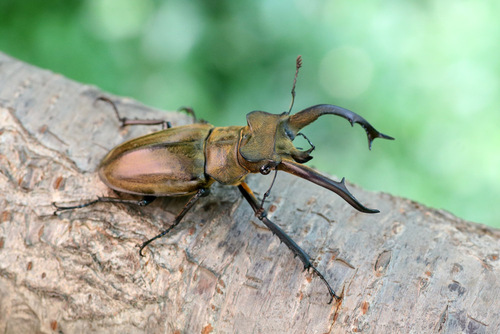Lucanus thibetanus