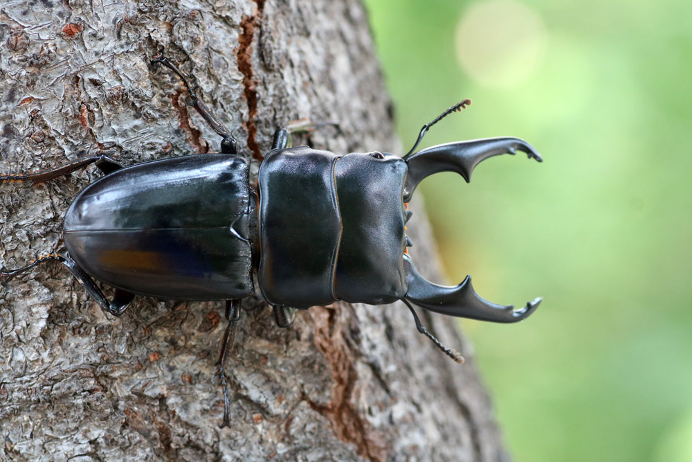 Dorcus laevidorsis