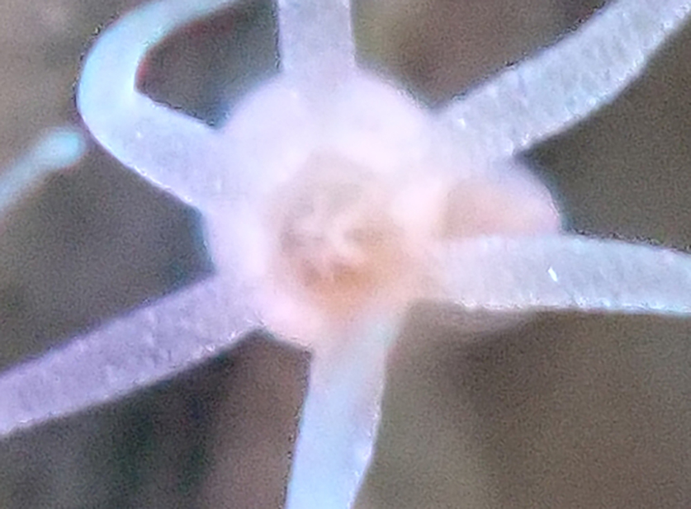 Hydra hymanae