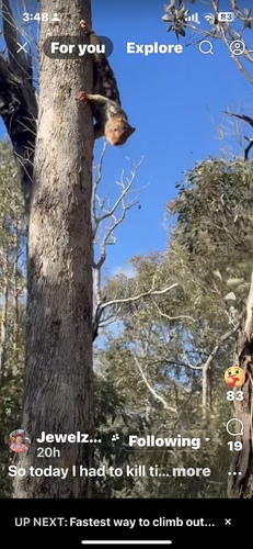 Spotted-tailed Quoll (Southern Subspecies)