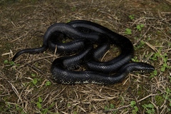 Lampropeltis nigra