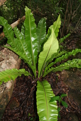 Asplenium antiquum