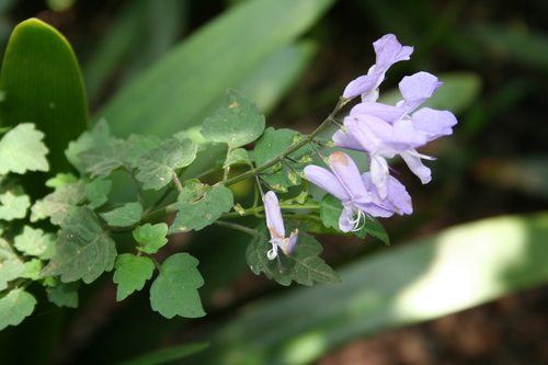 Plectranthus saccatus Benth.