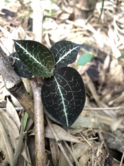 Anoectochilus formosanus