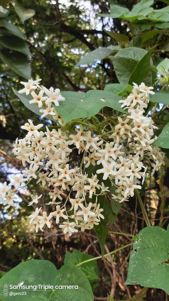 Cordia elaeagnoides