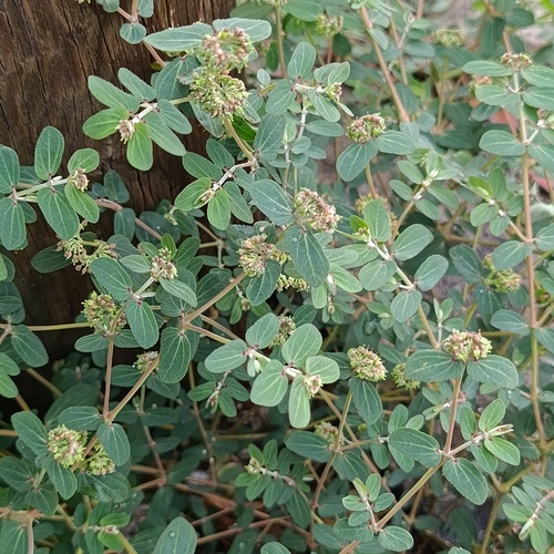 Bertero's Sandmat (Euphorbia berteroana)