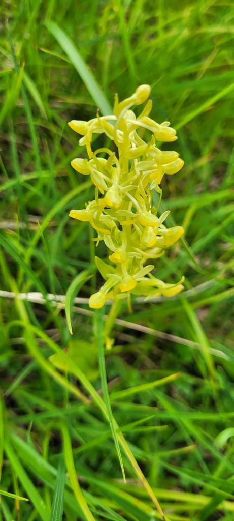 Platanthera tipuloides