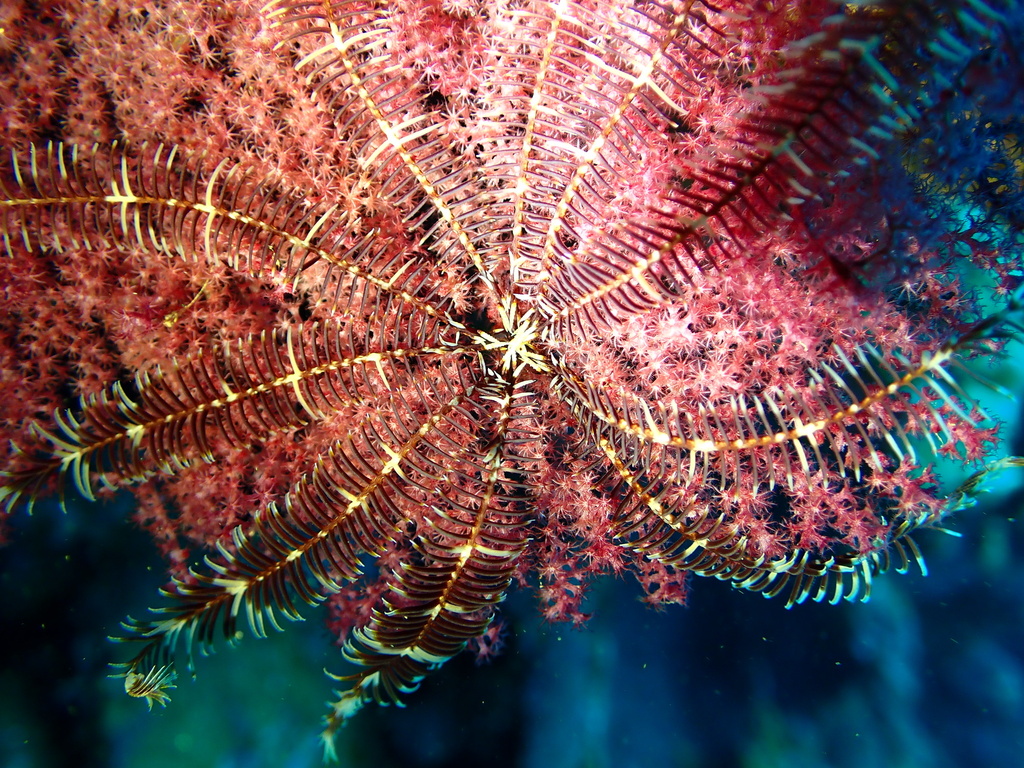Sawtoothed Feather Star