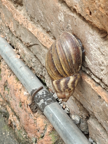 African Giant Snail