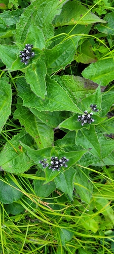 Saussurea riederi