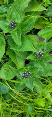 Saussurea riederi, photograph (c) Pavel Smirnov, some rights reserved (CC BY)
