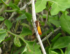Thermorthemis madagascariensis