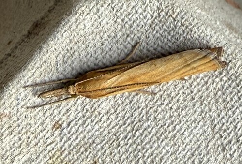 Common Grass-veneer, 3925 Scherpenzeel, Nederland, photo 7 of 10
