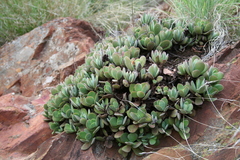 Crassula swaziensis