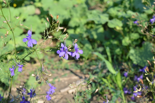 Forking Larkspur