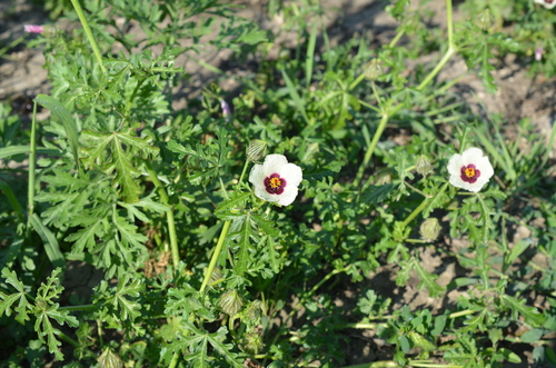flower-of-an-hour