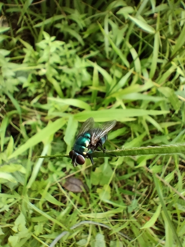 Common European Greenbottle Fly