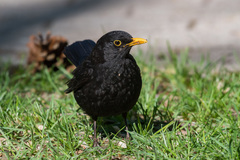 Turdus merula