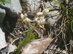 Orchis provincialis